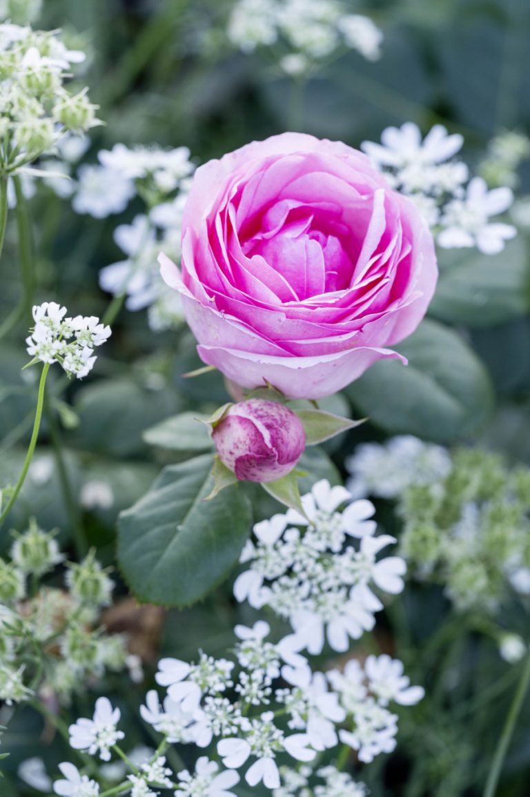 Der neue RosengartenFerdinand Graf von Luckner